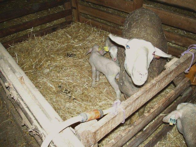 agneau 2006 0011
